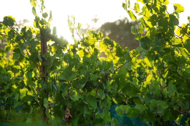 Ferrington Vineyard fog rolling through Pinot Noir rows at dawn, Anderson Valley