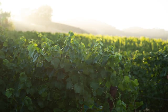 Ferrington Vineyard south-facing slope with Pinot Noir vines, elevation 360-600 feet