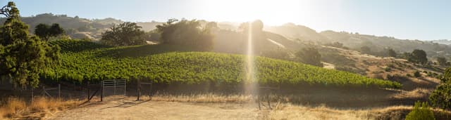 Ferrington Vineyard 360-degree panorama from East Ridge showing Anderson Valley to Pacific