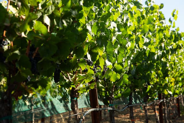 Ferrington Vineyard Gewürztraminer vines in Block A-5, planted 2006