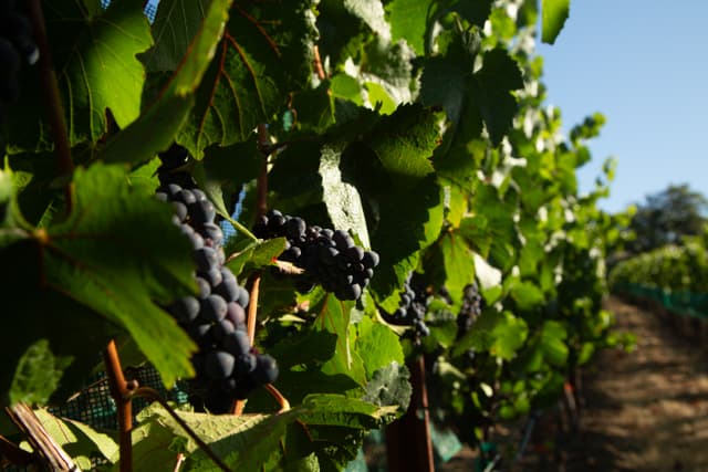 Ferrington Vineyard Chardonnay clusters in Block A-2, Wente clone