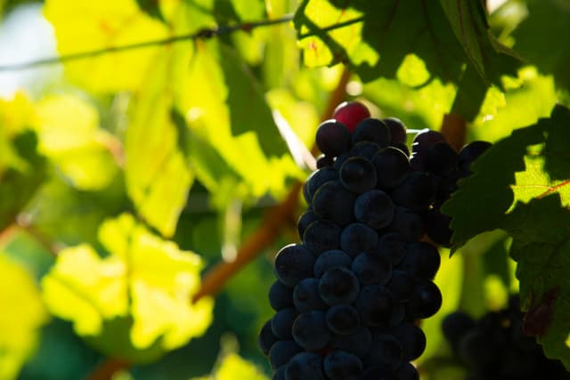 Ferrington Vineyard old vine Sauvignon Blanc in Block A-1, planted 1969