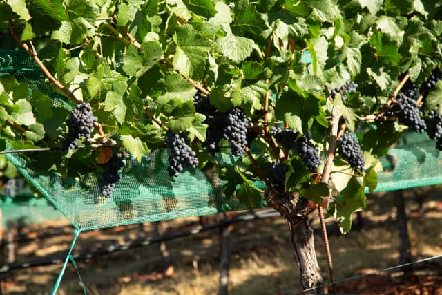 Ferrington Vineyard frost protection fans and sprinklers at bud break