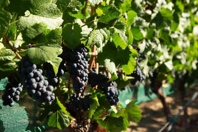 Ferrington Vineyard canopy management in Pinot Noir Block B-3