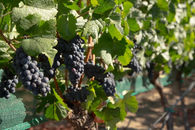 Ferrington Vineyard decomposed sandstone subsoil visible in vineyard cut