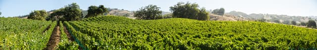 Ferrington Vineyard full ridge panorama showing all seven blocks and Navarro Gap fog flow