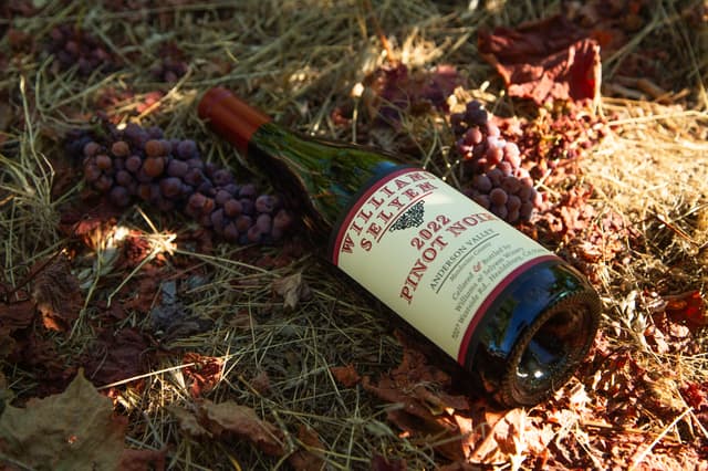 Williams Selyem Ferrington Vineyard Pinot Noir cluster close-up at harvest