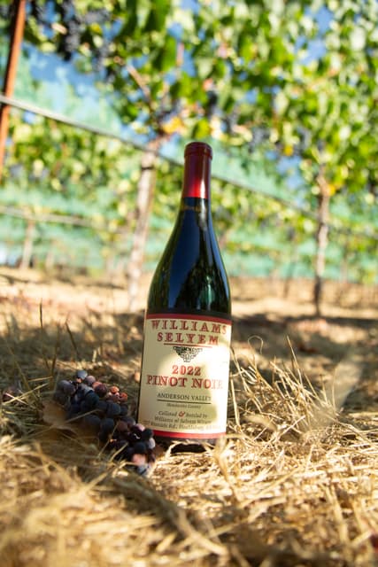 Williams Selyem Ferrington Vineyard Pinot Noir clusters on sorting table