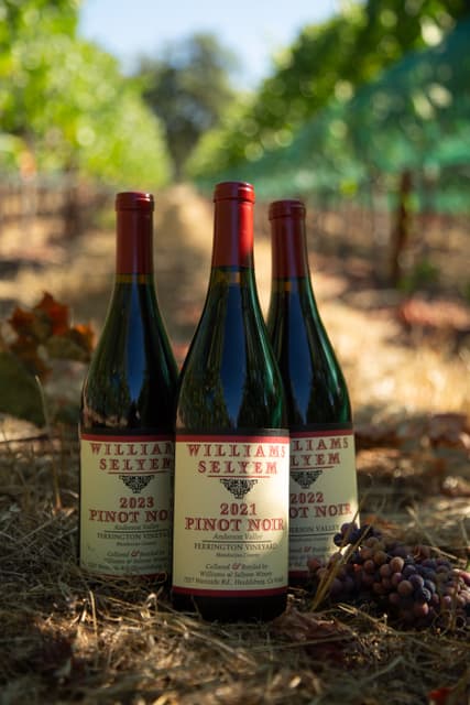 Williams Selyem Ferrington Vineyard Pinot Noir in the rows at golden hour