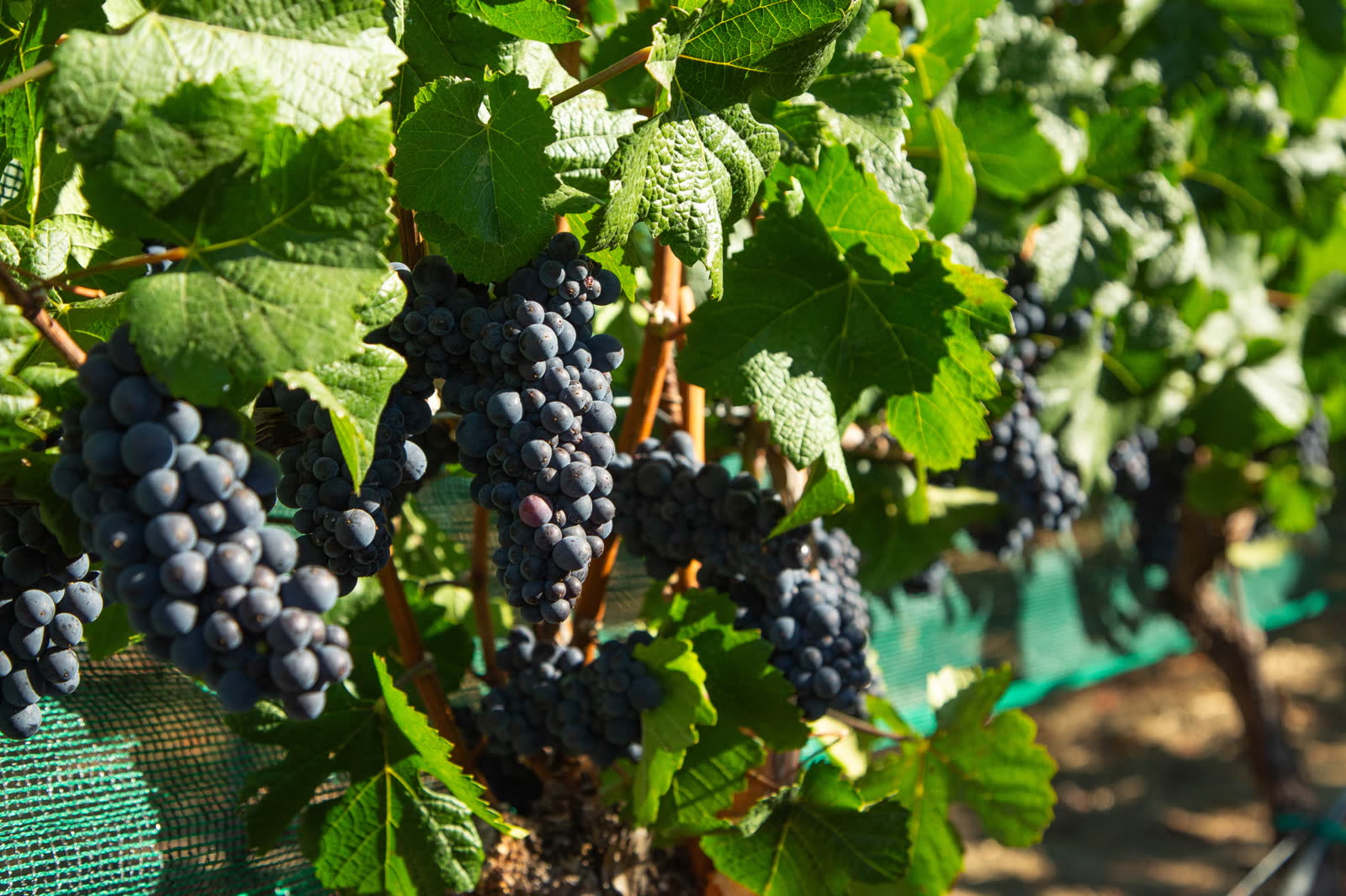 Ripening Pinot Noir (Pommard) clusters under bird netting at Ferrington Vineyard, Anderson Valley. Exact sub-block not confirmed in this frame.