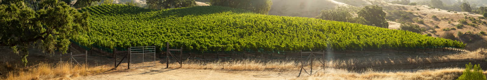 Wide view of Block G on the hillside at Ferrington Vineyard, Anderson Valley.
