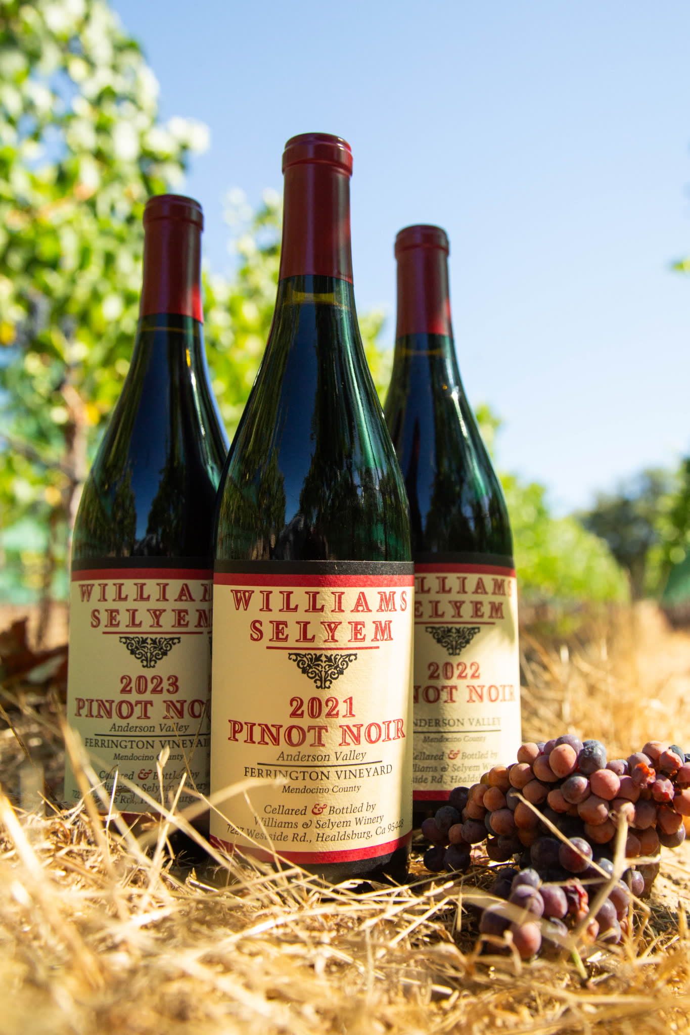 Williams Selyem Anderson Valley Pinot Noir from Ferrington Vineyard (vintages 2021–2023).